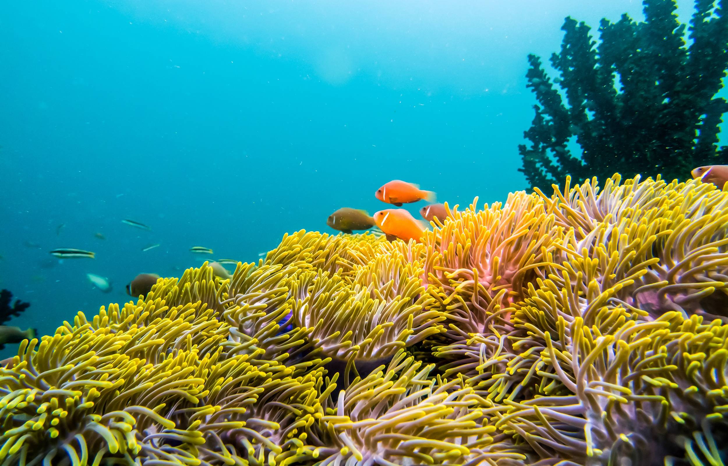 Underwater,Coral,Fishes,View.,Coral,Fishes,Underwater.,Underwater,World,Scene.